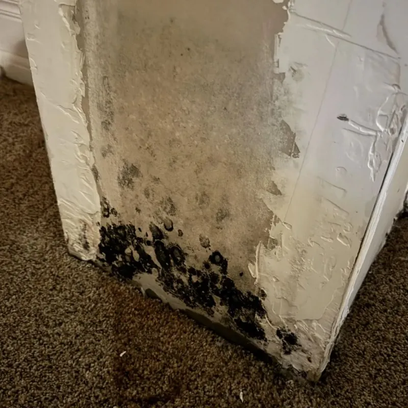 Professional Mold Removal in Mill Plain, WA